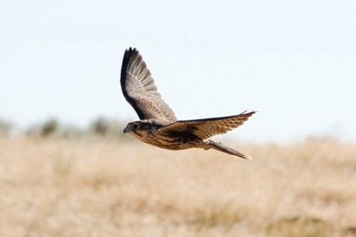 Snake River Birds of Prey Area